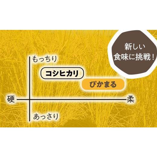 ふるさと納税 新潟県 南魚沼市 ＜頒布会＞精米5kg×6か月 南魚沼産ぴかまる国際総合部門金賞受賞_AG