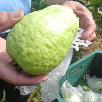 台灣農場趴趴走 彰化 採果體驗 菁芩休閒農場 芭樂 神腦生活 Line購物