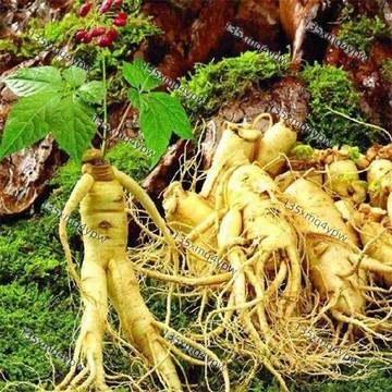 現貨【長白山人參種子種苗】（20粒）人參苗 名貴中藥材種子 10年苗人參種子 林下參種子盆栽人參種子 四季種植藥用種