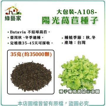 【綠藝家】大包裝A108.陽光萵苣種子35克(約35000顆) // Batavia 不結球萵苣。蔬菜種子 葉菜種子