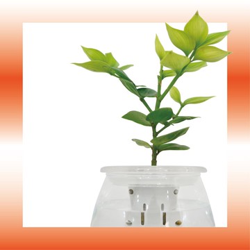 │ 玻璃系列 │ 竹柏 - 魚水共生 室內植物 水耕盆栽