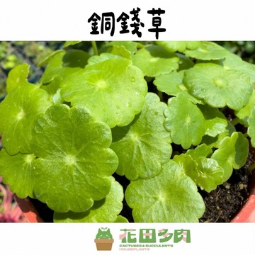 《花田多肉》🌵【銅錢草/圓幣草】 3吋盆 觀葉植物/室外植物/水生植物/生態缸/水族箱/招財
