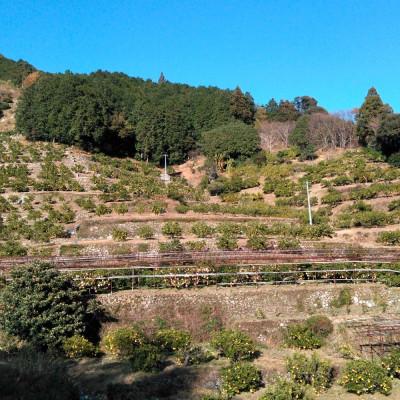 ふるさと納税 土佐市 本場、高知県土佐市産!土佐水谷農園の露地土佐文旦10kg