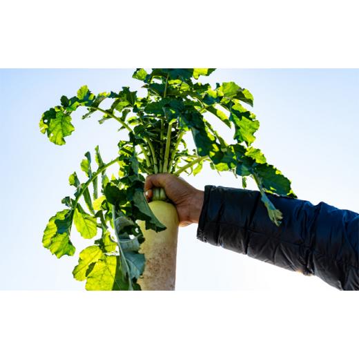 ふるさと納税 神奈川県 平塚市 いかすの有機野菜10袋