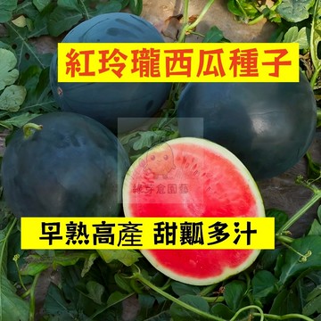 🍉紅玲瓏西瓜種籽 XG-9 高產不裂瓜 橢圓形禮品西瓜 吊瓜甜度高薄皮沙瓤 四季高產少籽紅瓤西瓜盆栽地栽水果種子