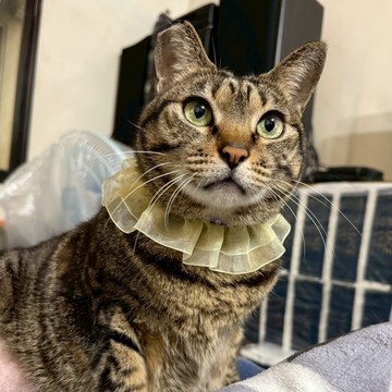 【客製化禮物】小公主蕾絲領巾_黃色蕾絲 貓領巾 狗狗領巾 寵