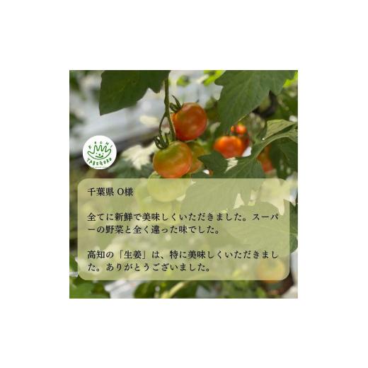 ふるさと納税 高知県 香美市 「定期便」野菜詰め合わせセット12ヵ月