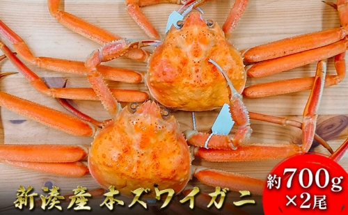 新湊産本ズワイガニ約700g×2尾