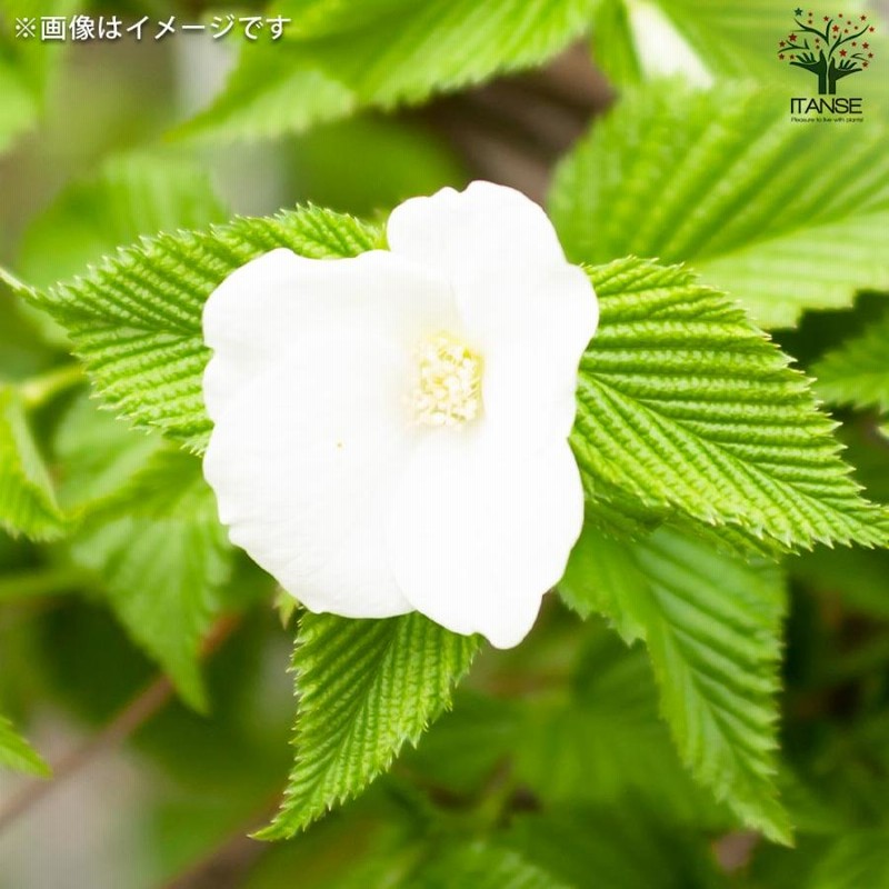 白　ヤマブキ　１歳くらい　苗一本　挿し穂おまけ付き 白 ヤマブキ 1歳くらい 苗一本 挿し穂おまけ付き 【公式通販】
