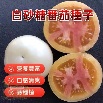 🔥白砂糖番茄 FQ-7超甜爆汁 小番茄 易種植 產量高 易栽好活 可盆栽 西紅柿種子~盆栽蔬菜種子 #tomato