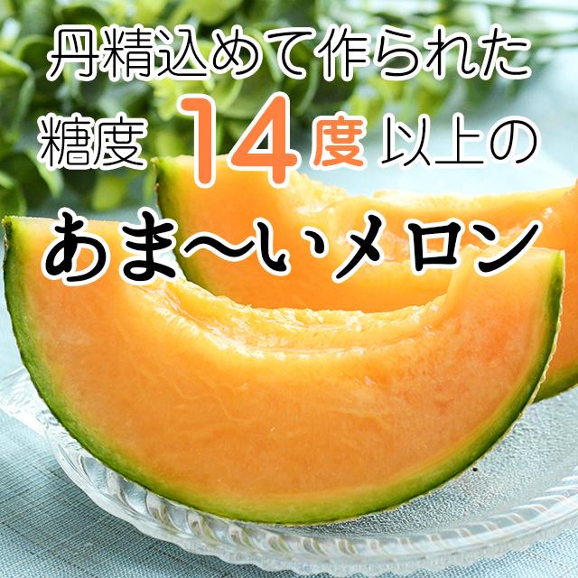 2024年 予約 メロン お中元 ギフト 送料無料 SHIROKUMA SWEET 北海道産 赤肉メロン 1玉入(約1.6kg 大玉 Lサイズ)   フルーツ