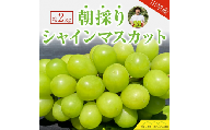 5-79 2024年発送分 シャインマスカット ３～４房（約2kg） フルーツ 山梨 くだもの 大粒 人気 厳選 ブドウ ぶどう 葡萄