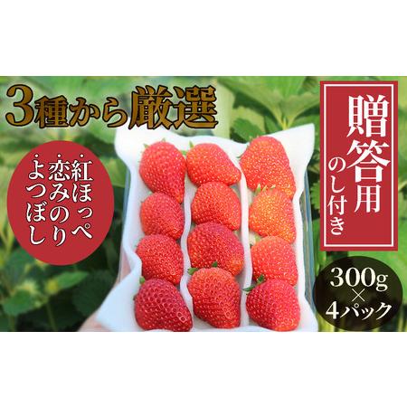 ふるさと納税 完熟いちご（3品種から厳選）300g×４パック（DXパック）（第32回静岡県いちご果実品評会入賞） 静岡県南伊豆町