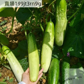 🥒【黃瓜種子大全】🥒（100粒）今年新種刺黃瓜 迷你黃瓜 水果黃瓜 爬藤蔬菜種子 四季田園庭院盆栽 新手易種植