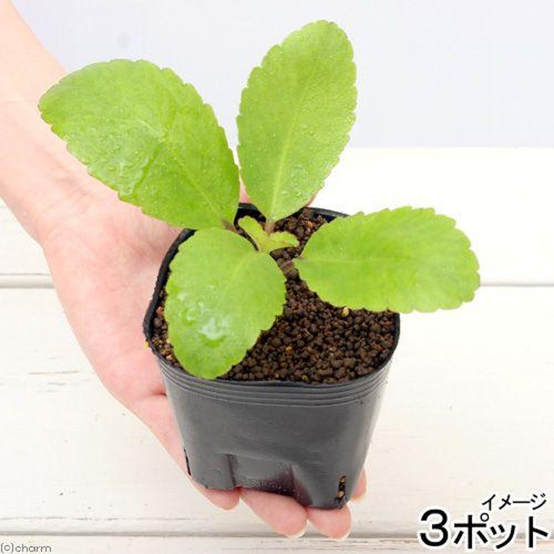 観葉植物）ペットリーフ マザーリーフの苗 ３号（３ポット） 餌 おやつ カメ 無農薬 リクガメ | LINEブランドカタログ