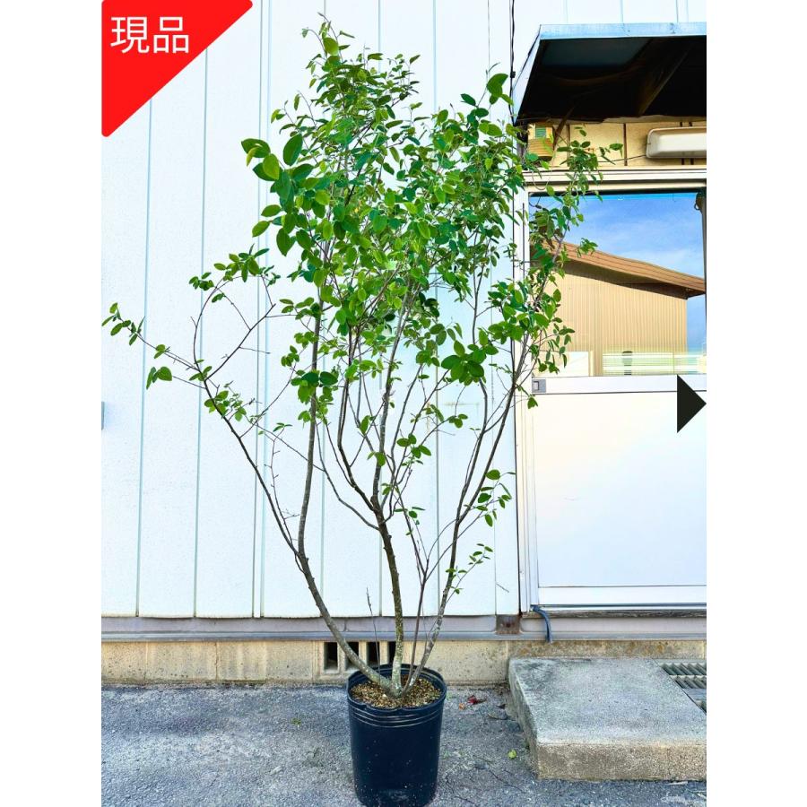 ◇ジューンベリー◇複数株立◇シンボルツリー◇