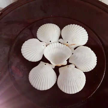 白色貝殼七彩花扇貝幼兒園手工diy材料涂色繪畫魚缸造景打孔