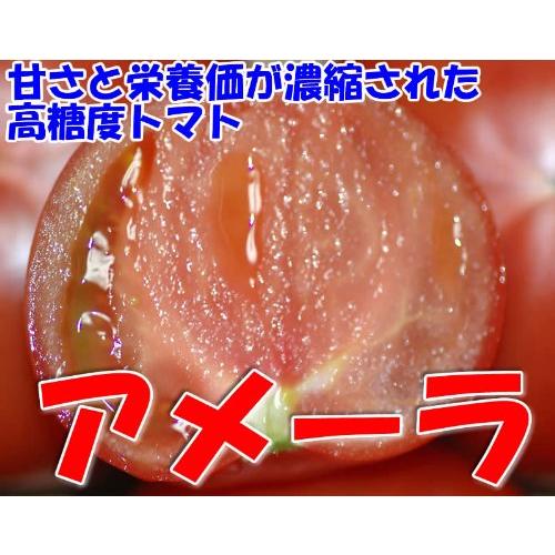 静岡産 トマト アメーラ 1kg 8~12個 化粧箱入