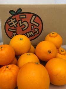  食べ頃柑橘おまかせバラエティーセット