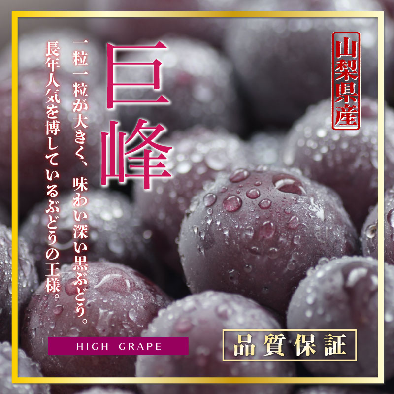 [最短順次発送]  巨峰 約500g 1房 山梨県産   暑中見舞 残暑見舞 夏ギフト