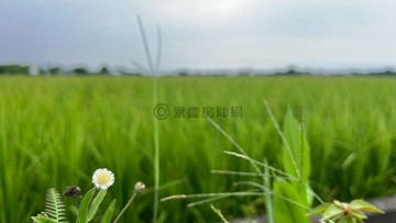 蘇澳交流道旁的秘境 打造田園稻香後花園｜宜蘭縣蘇澳鎮思村段