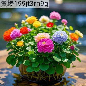 現貨 開花銅錢草（50粒）四季種植 多款花色銅錢草招財水培土培辦公室桌面盆栽種子 金錢草花卉室內水養綠植吸甲醛