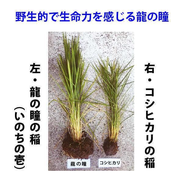 新米入荷 龍の瞳 6kg （3kg×2袋） 令和5年産米 岐阜県産 白米  送料無料 一部地域除く