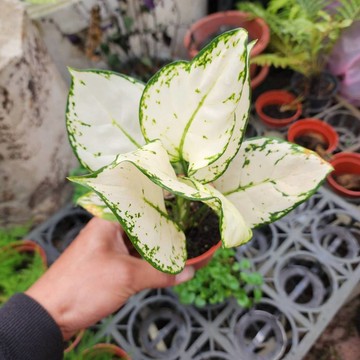 P老闆園藝~白天使粗肋草 3吋盆 室內植物