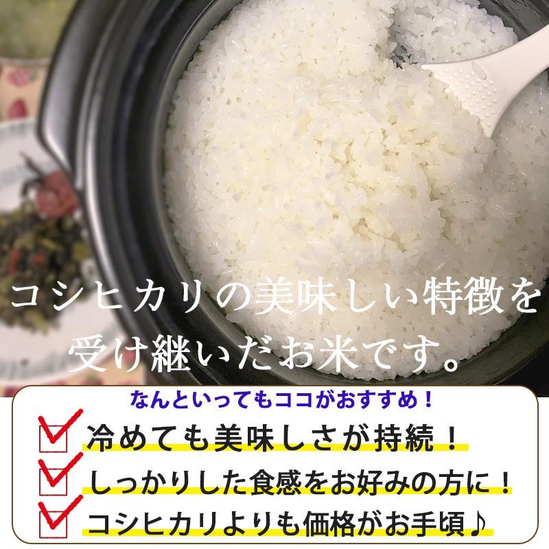 お米 20kg 送料無料 新潟産こしいぶき 20kg(5kg×4) 令和５年産 お中元