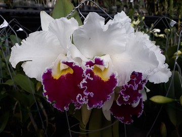 節氣花卉 嘉德麗雅蘭花 天母 4 5吋盆 高30cm 多花性的小輪花 花花世界玫瑰園 S Yahoo奇摩超級商城 Line購物