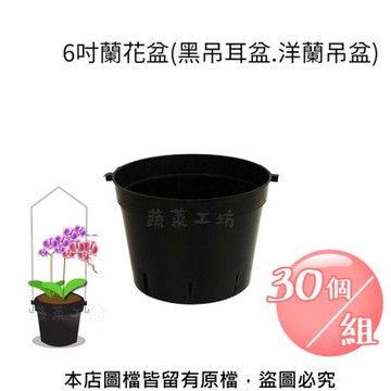 6吋蘭花盆(黑吊耳盆.洋蘭吊盆)30個/組