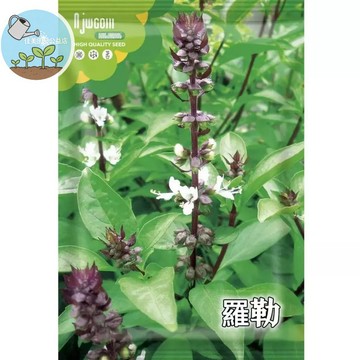[原廠包裝]羅勒種子約300粒 九層塔親戚 阳台香草必種 西餐料理必備 打青醬超方便 四季可播