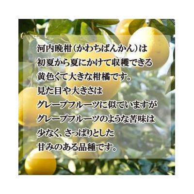 ふるさと納税 愛南町 先行受付 愛南産の河内晩柑 約10kg 愛南育ち 吉田農園