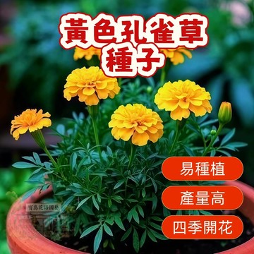 🌷 黃色孔雀草種子🌷 重瓣草花種子 今年新籽 發芽率高 庭院室外景觀花卉 四季耐熱耐寒 多年生 花海種子#懶人易種易活