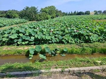 新坡正新華路269坪農地｜桃園市觀音區新華路一段