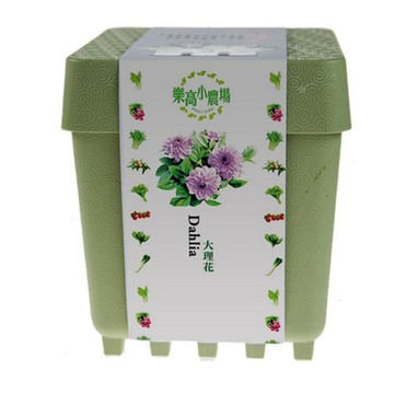 iPlant 積木懶人盆栽-大理花(多贈種子乙包)