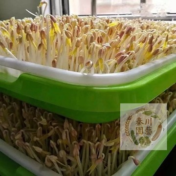 【超快收成】綠豆芽苗菜種子｜5天現採 免土免肥｜室內水耕 最強懶人農法｜活體維生素 生機飲食｜新手100%成功