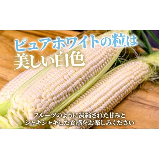 ふるさと納税 北海道 洞爺湖町 定期便 全2回 北海道産 とうもろこし 2種 恵味 ピュアホワイト 食べ比べ めぐみ ゴールド イエロー ホワイト 朝採り とうきび …