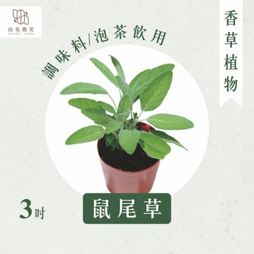 【拈花微笑】鼠尾草｜3吋｜香草植物｜食用植物｜調味料｜泡茶飲用｜沙拉｜甜點｜藥用｜精油｜觀賞