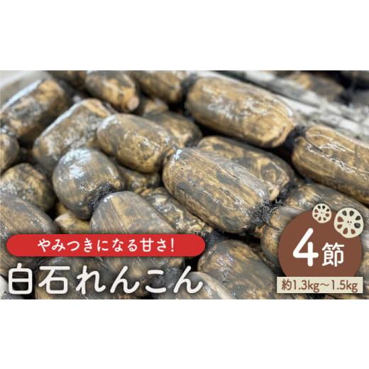 ふるさと納税 佐賀県 白石町 やみつきになる甘さ！ 松尾青果のこだわり白石れんこん 4節入り（約1.3kg〜1.5kg）蓮根 レンコン 野菜 …