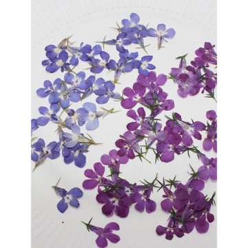 六倍利干花押花植物標本滴膠手機殼兒童書簽相框貼畫美妝手工材料