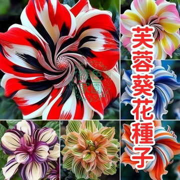芙蓉葵花種子 宿根大花種籽 庭園陽台花卉 耐熱開花植物 夏日觀賞花卉 綠化盆栽花種 多年生草本 直播栽種花苗 多色混合種