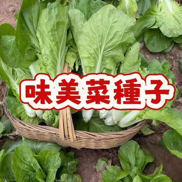 臺灣菜種子-味美菜仔 葉菜種籽 居家陽臺盆栽 四季可播種 快發芽 新手友善 家庭農園 自種無毒蔬菜 菜苗培育 收成快速