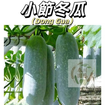 嘉儀現貨（小節冬瓜種子）滿地爬小冬瓜毛節瓜香芋冬瓜粉皮大冬瓜黑皮冬瓜冰川冬瓜四季陽台高產早熟蔬菜好癢易活型種子