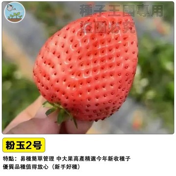 粉玉2號草莓種子 粉玉草莓種子 四季開花 自種盆栽 家庭菜園 陽台種植 水果種子 台灣現貨 適合盆栽 香甜多汁