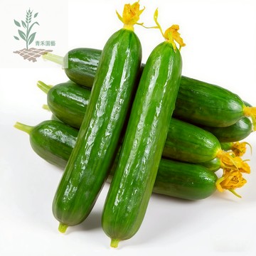 青禾園藝（黃瓜種子）四季種植 白皮黃瓜 壓趴架黃瓜 青瓜 拇指黃瓜 爬藤黃瓜 奶油黃瓜 玉女水果 蔬菜種子#自留種