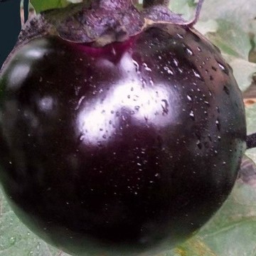 🍆（多款 茄子種子 ）小圓茄  紫茄種子 家庭園藝陽臺種植蔬菜種子  盆栽蔬菜種子 超高發芽率