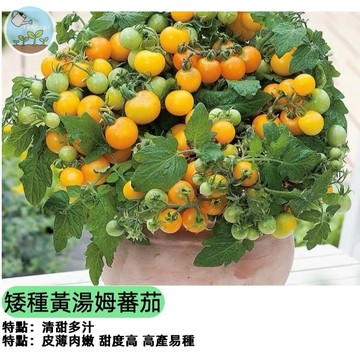 🍅【免搭架超省事】矮種黃湯姆番茄種子 免爬藤緊湊品種 陽台盆栽首選 小巧高產 水果番茄 生吃沙拉