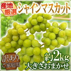 ”シャインマスカット” 訳あり 約2kg 大きさおまかせ 産地厳選 送料無料