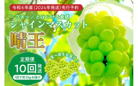 岡山県産シャインマスカット「晴王」定期便　秀品　大房（約5kg・5～9房目安）×10回発送（令和６年7月以降発送）